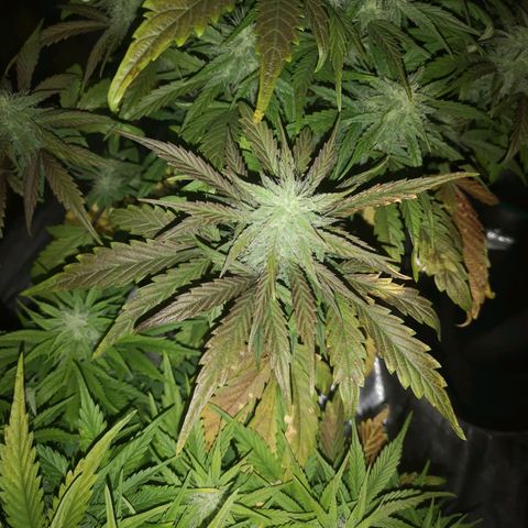 Mango smile growlog timeline photo