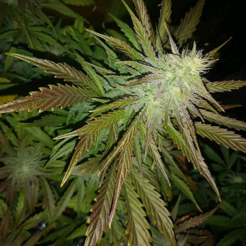 Mango smile growlog timeline photo