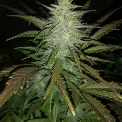 Mango smile growlog timeline photo