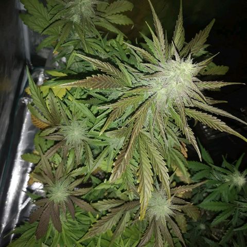 Mango smile growlog timeline photo