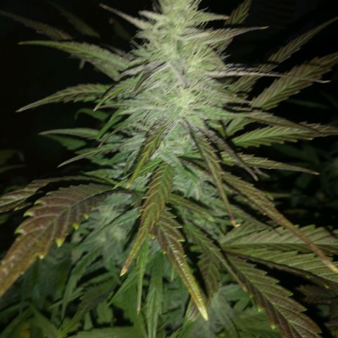 Mango smile growlog timeline photo