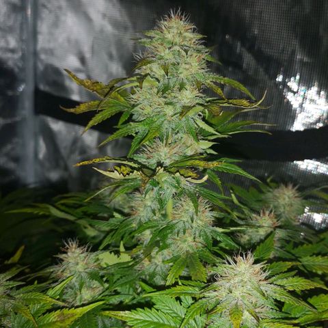Cdlc 1/2 & 1/2 growlog timeline photo