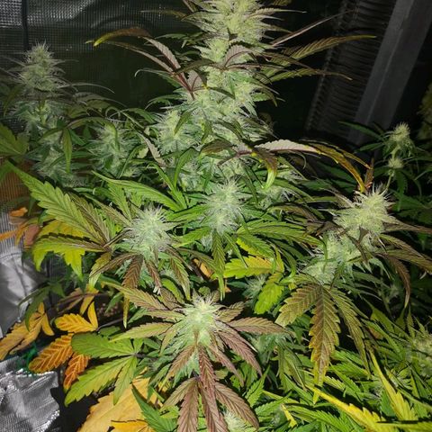 Mango smile growlog timeline photo