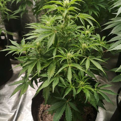 avt x 3 bears og growlog timeline photo