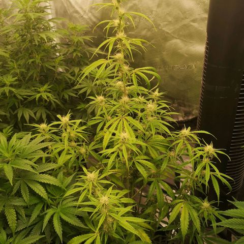 Forgotten cookies growlog timeline photo