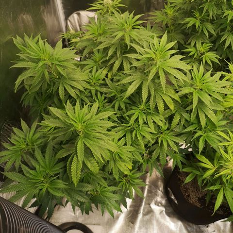 Grape Diamonds growlog timeline photo