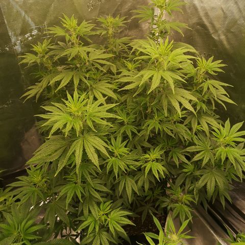 Grape Diamonds 2 growlog timeline photo