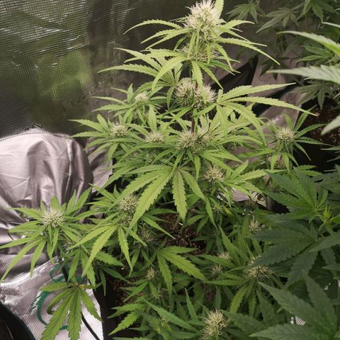 Hubbabubba haze myco growlog timeline photo