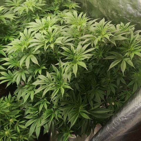 wedding cake growlog timeline photo