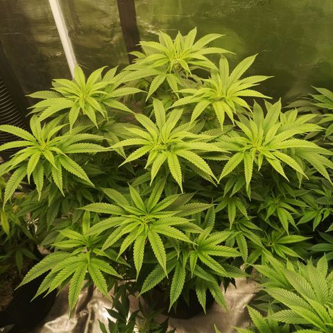 wedding cake 2 growlog timeline photo