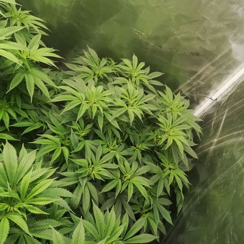 Wedding cake 3 growlog timeline photo