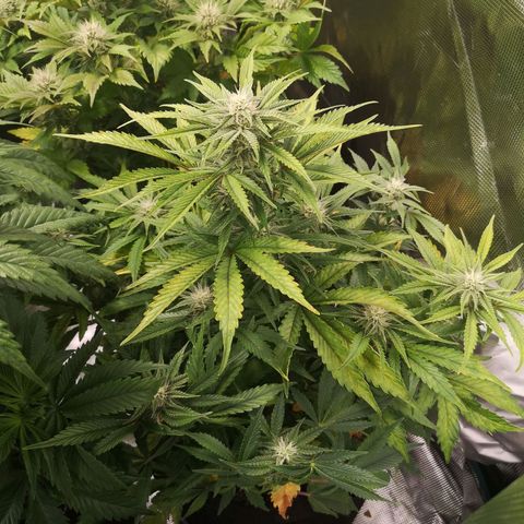 Sour crinkle growlog timeline photo