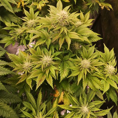 Cdlc growlog timeline photo