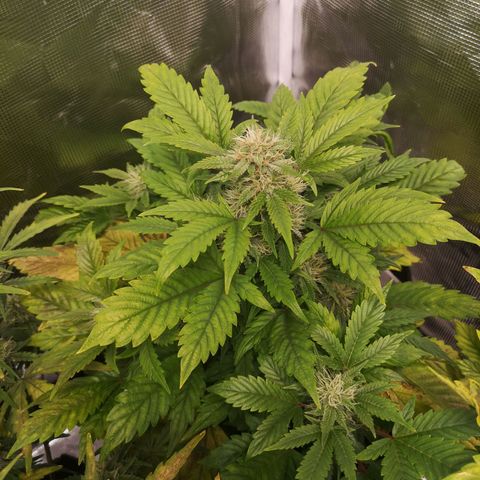 Cdlc myco growlog timeline photo