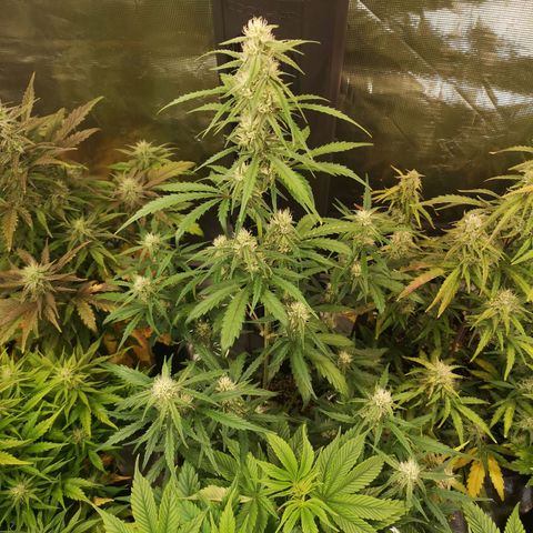 Ripleys og growlog timeline photo