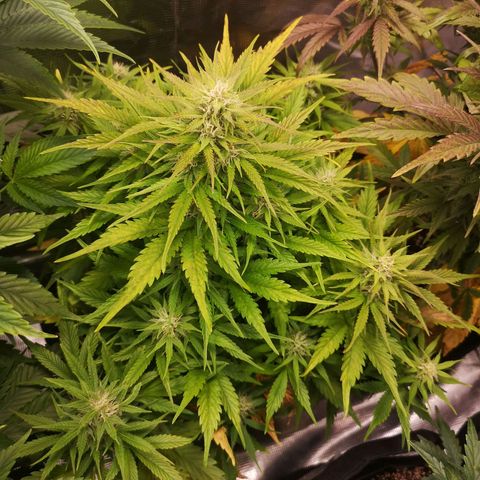 strawberry stomper growlog timeline photo