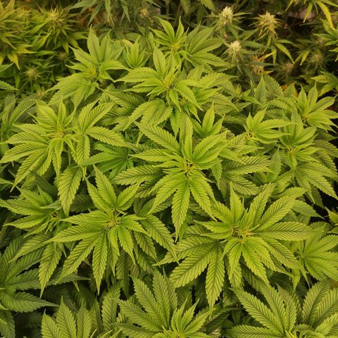 Blueberry cookies 2nd grow 2 growlog timeline photo
