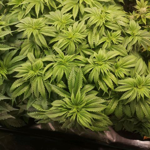 Blueberry cookies 2nd grow growlog timeline photo