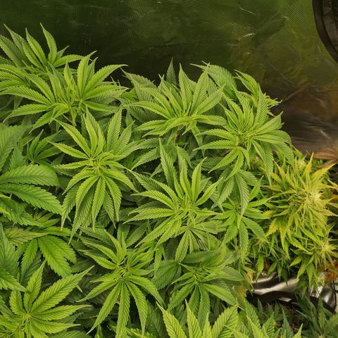 Orange cookie chem 2nd grow growlog timeline photo
