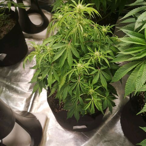 avt x 3 bears og growlog timeline photo