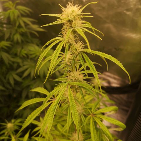 Forgotten cookies growlog timeline photo