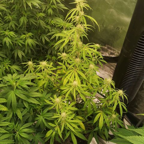 Forgotten cookies growlog timeline photo
