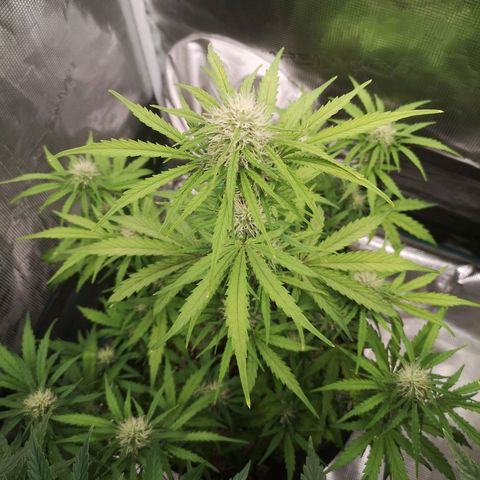 Hubbabubba haze myco growlog timeline photo