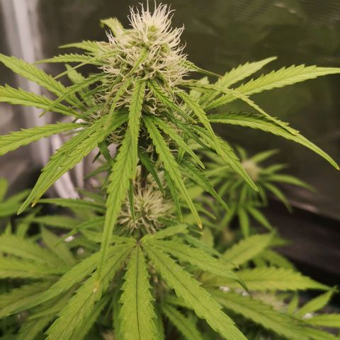 Hubbabubba haze myco growlog timeline photo