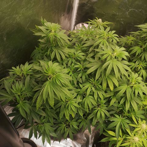 Grape Diamonds growlog timeline photo