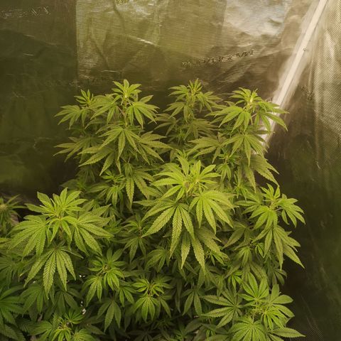 Grape Diamonds 2 growlog timeline photo