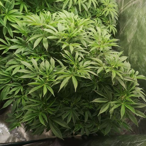 wedding cake growlog timeline photo
