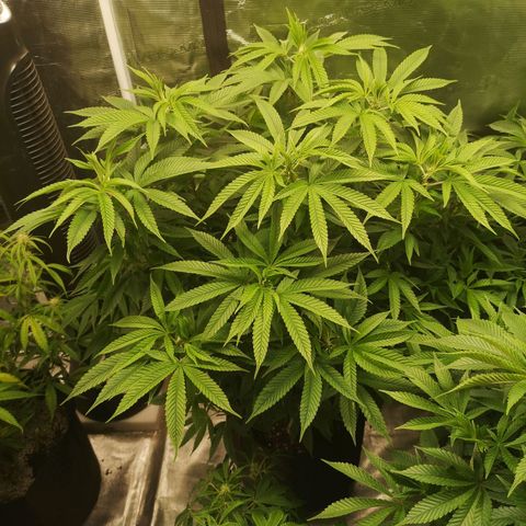 wedding cake 2 growlog timeline photo