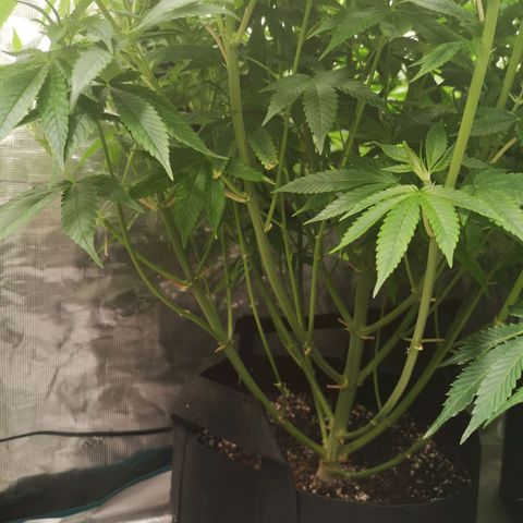 wedding cake 2 growlog timeline photo