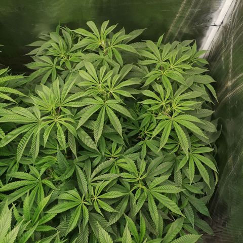 Wedding cake 3 growlog timeline photo