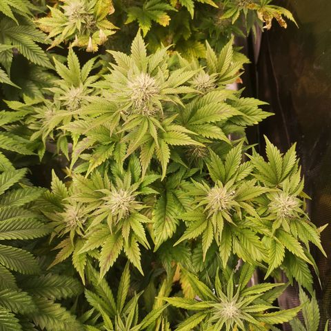 Cdlc growlog timeline photo