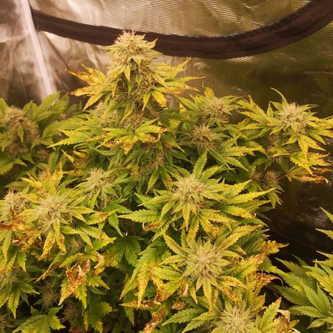 Cdlc 1/2 & 1/2 growlog timeline photo