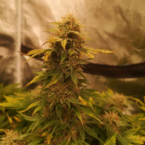 Cdlc 1/2 & 1/2 growlog timeline photo