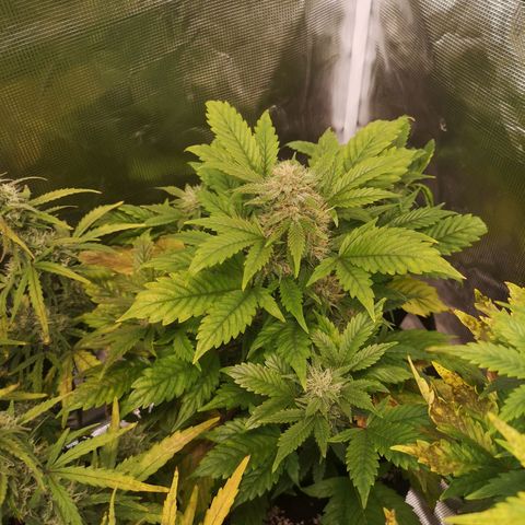 Cdlc myco growlog timeline photo