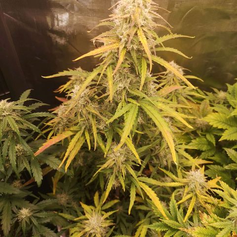 Hubbabubba haze growlog timeline photo