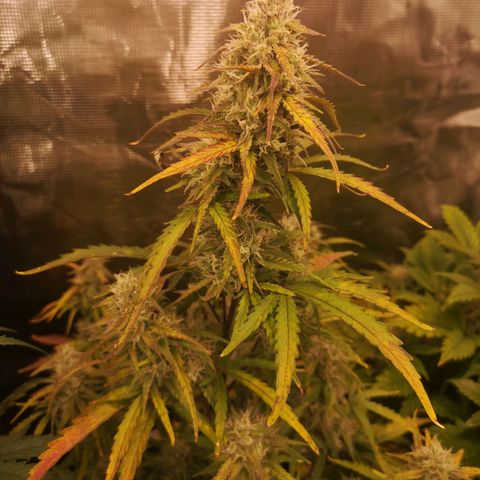 Hubbabubba haze growlog timeline photo