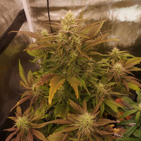 Mango smile growlog timeline photo