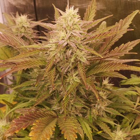 Mango smile growlog timeline photo