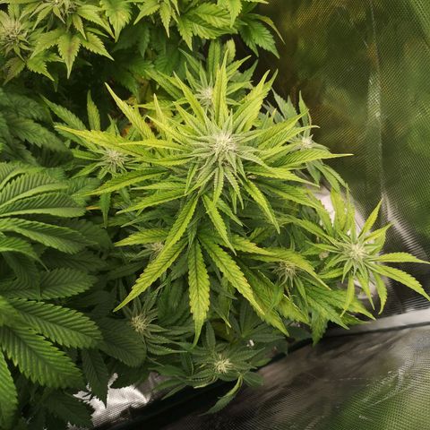 Sour crinkle growlog timeline photo