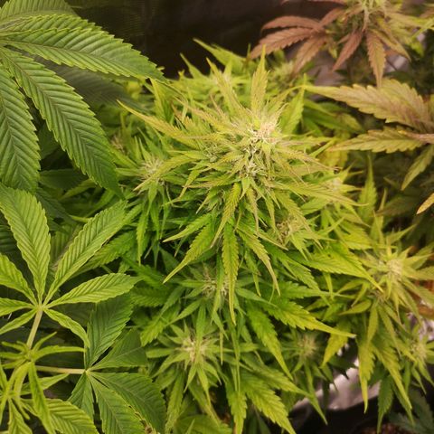 strawberry stomper growlog timeline photo