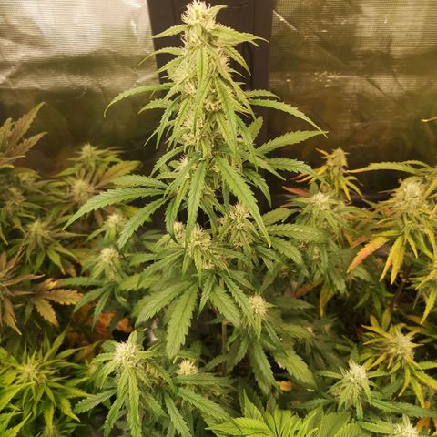 Ripleys og growlog timeline photo