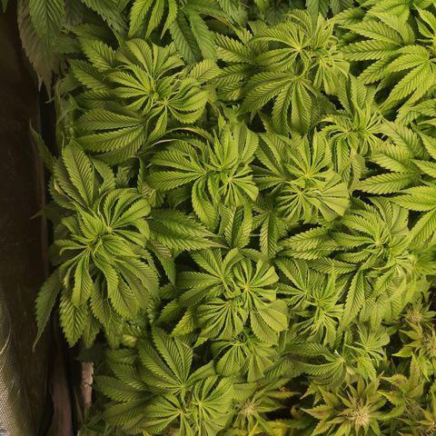 Blueberry cookies 2nd grow growlog timeline photo
