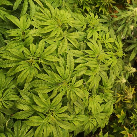 Blueberry cookies 2nd grow 2 growlog timeline photo