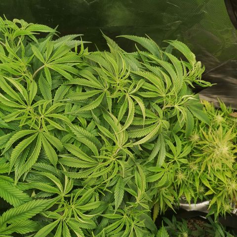 Orange cookie chem 2nd grow growlog timeline photo