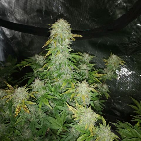 Cdlc 1/2 & 1/2 growlog timeline photo