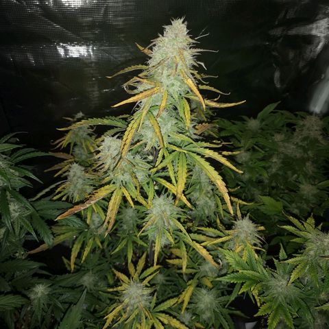 Hubbabubba haze growlog timeline photo